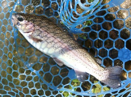 大物連発！ ～高島の泉～